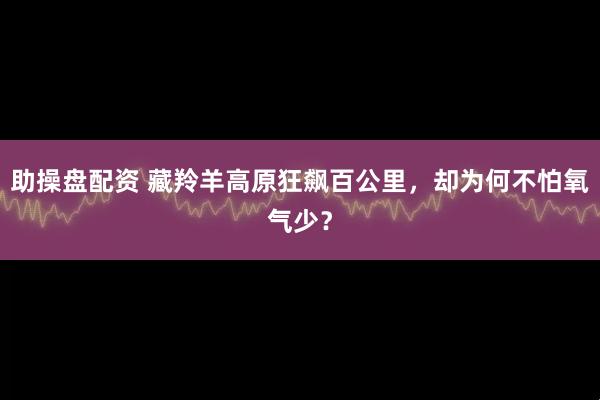 助操盘配资 藏羚羊高原狂飙百公里，却为何不怕氧气少？